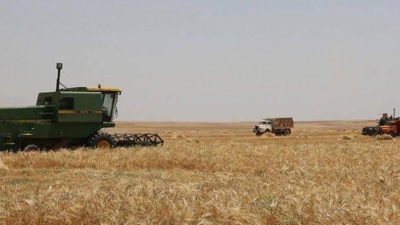 Li Dûbizê bi sedan donim dexlûdanên cotkarên Kurd hatin dizîn